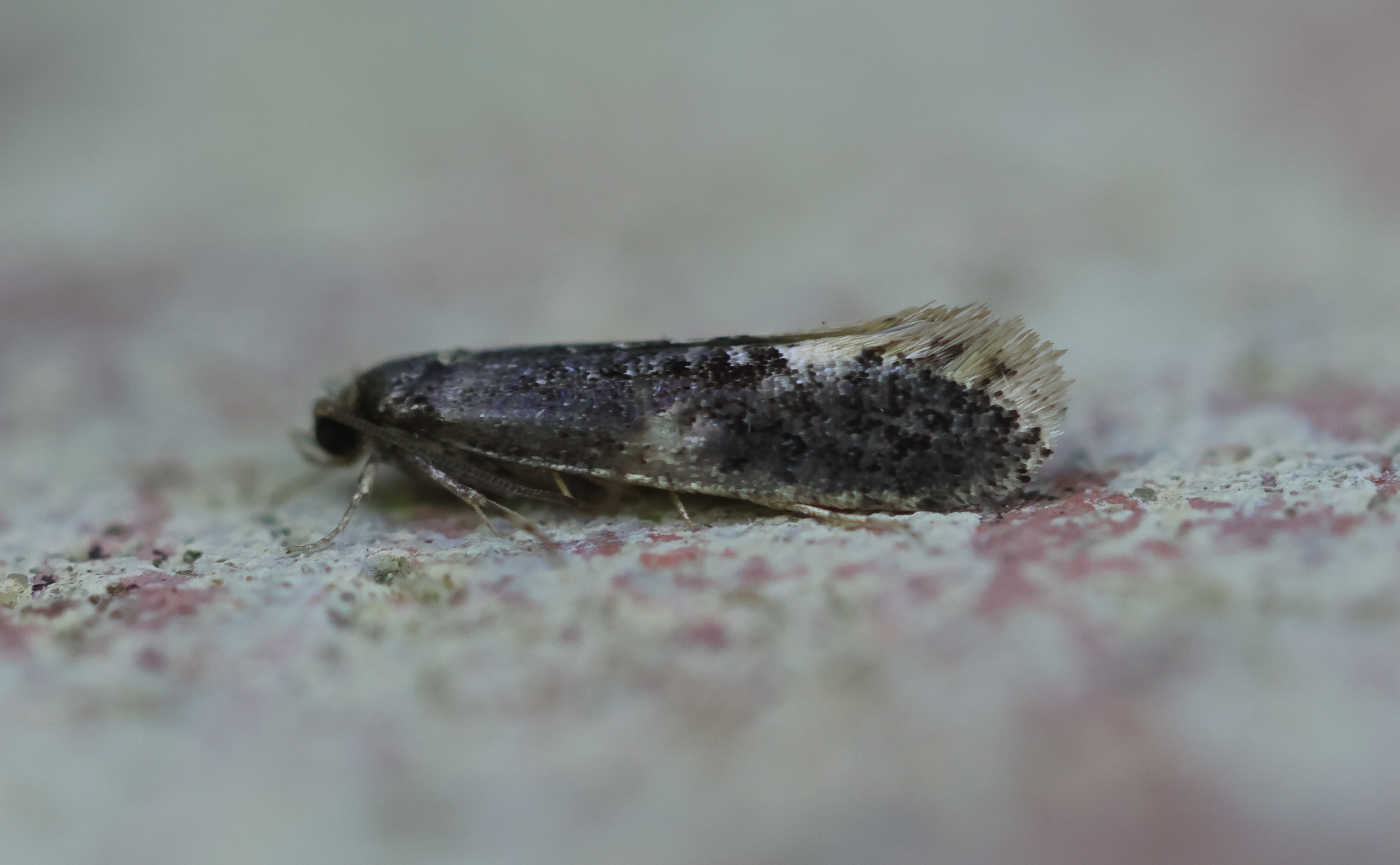Photo of Carrion Moth (Monopis weaverella)